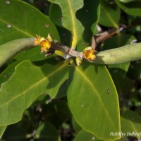 Avicennia officinalis L.